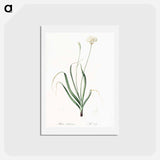 アートポストカード-Hairy garlic illustration - ピエール ジョゼフ ルドゥーテ Postcard.