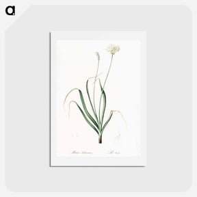 アートポストカード-Hairy garlic illustration - ピエール ジョゼフ ルドゥーテ Postcard.