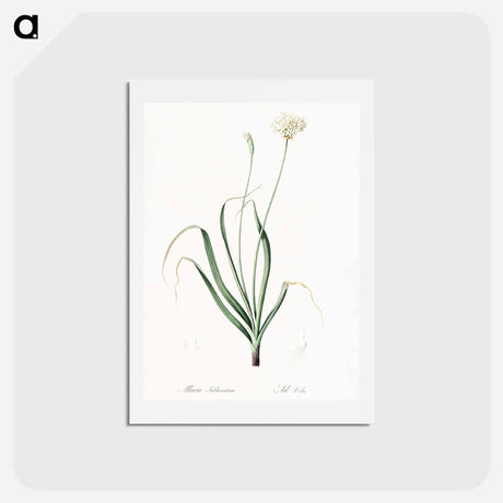 アートポストカード-Hairy garlic illustration - ピエール ジョゼフ ルドゥーテ Postcard.