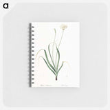 Hairy garlic illustration - ピエール ジョゼフ ルドゥーテ Memo.