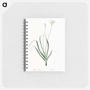 アートメモ帳-Hairy garlic illustration - ピエール ジョゼフ ルドゥーテ Memo.