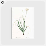 アートポストカード-Hairy garlic illustration - ピエール ジョゼフ ルドゥーテ Postcard.