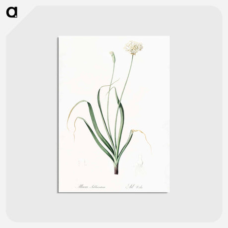 アートポストカード-Hairy garlic illustration - ピエール ジョゼフ ルドゥーテ Postcard.