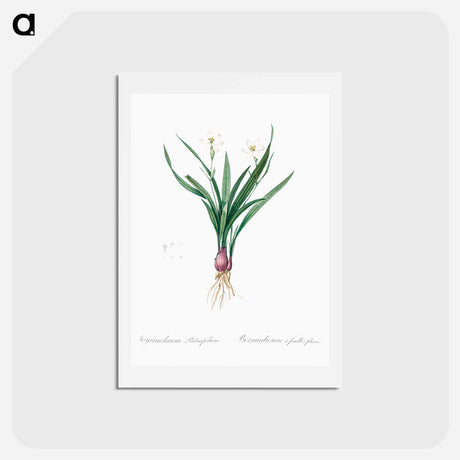 アートポストカード-Lagrimas de la virgen - ピエール ジョゼフ ルドゥーテ Postcard.