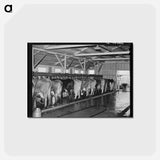 アートポストカード-Mineral King Dairy Herd
 - ラッセル リー Postcard.