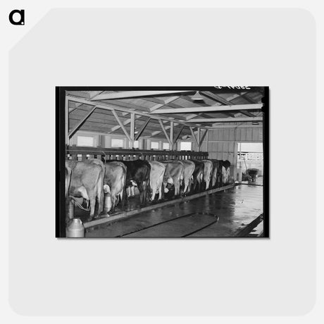 アートポストカード-Mineral King Dairy Herd
 - ラッセル リー Postcard.