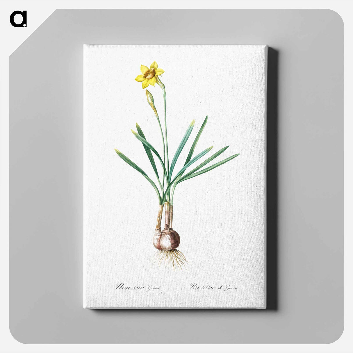 アートパネル-Narcissus Gouani illustration from Les liliacées - ピエール ジョゼフ ルドゥーテ Canvas.