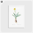アートポストカード-Narcissus Gouani illustration from Les liliacées - ピエール ジョゼフ ルドゥーテ Postcard.