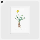 アートポストカード-Narcissus Gouani illustration from Les liliacées - ピエール ジョゼフ ルドゥーテ Postcard.