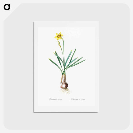 アートポストカード-Narcissus Gouani illustration from Les liliacées - ピエール ジョゼフ ルドゥーテ Postcard.