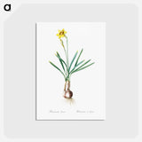 アートポストカード-Narcissus Gouani illustration from Les liliacées - ピエール ジョゼフ ルドゥーテ Postcard.