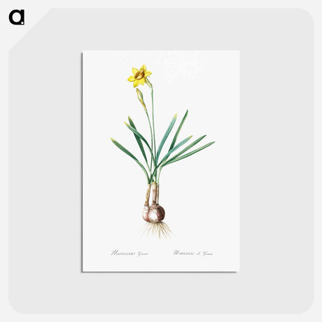 アートポストカード-Narcissus Gouani illustration from Les liliacées - ピエール ジョゼフ ルドゥーテ Postcard.