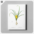 アートパネル-Yellow autumn crocus illustration - ピエール ジョゼフ ルドゥーテ Canvas.