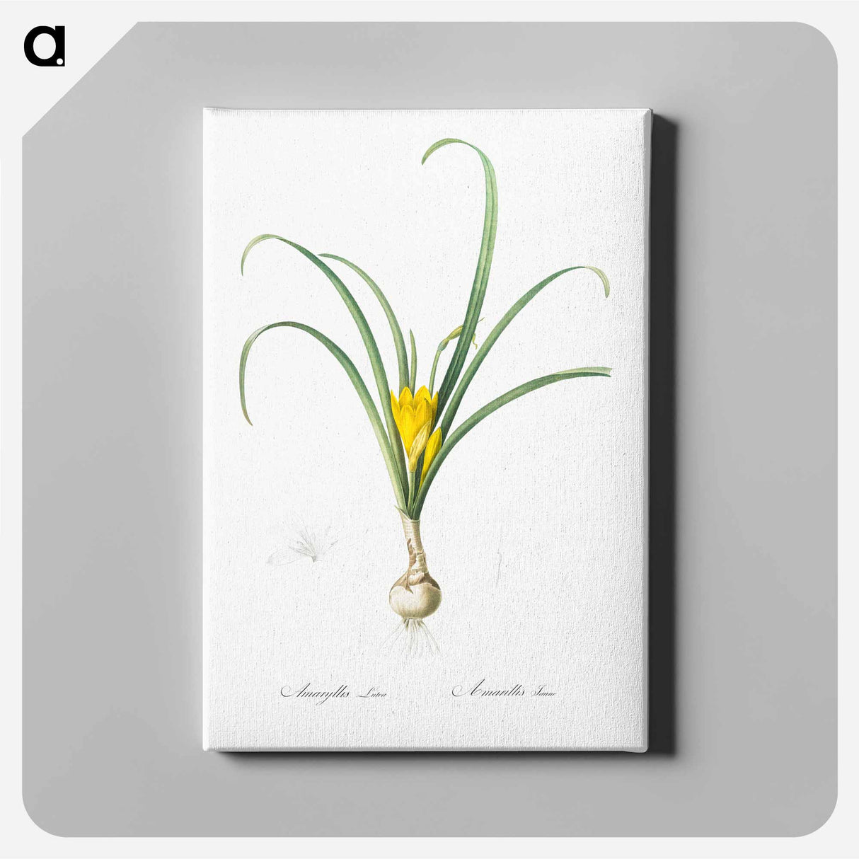 アートパネル-Yellow autumn crocus illustration - ピエール ジョゼフ ルドゥーテ Canvas.