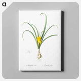 アートパネル-Yellow autumn crocus illustration - ピエール ジョゼフ ルドゥーテ Canvas.