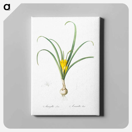 アートパネル-Yellow autumn crocus illustration - ピエール ジョゼフ ルドゥーテ Canvas.