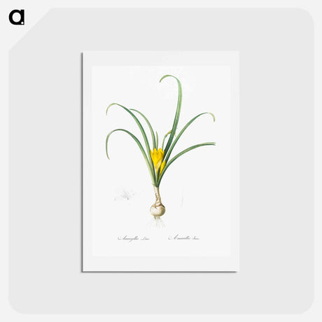 アートポストカード-Yellow autumn crocus illustration - ピエール ジョゼフ ルドゥーテ Postcard.