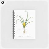 Yellow autumn crocus illustration - ピエール ジョゼフ ルドゥーテ Memo.