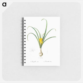 アートメモ帳-Yellow autumn crocus illustration - ピエール ジョゼフ ルドゥーテ Memo.