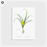 アートポストカード-Yellow autumn crocus illustration - ピエール ジョゼフ ルドゥーテ Postcard.