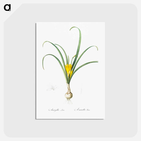 アートポストカード-Yellow autumn crocus illustration - ピエール ジョゼフ ルドゥーテ Postcard.