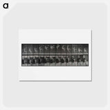 アートポストカード-Flying Somersault
 - エドワード マイブリッジ Postcard.