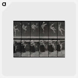 アートポストカード-Flying Somersault
 - エドワード マイブリッジ Postcard.