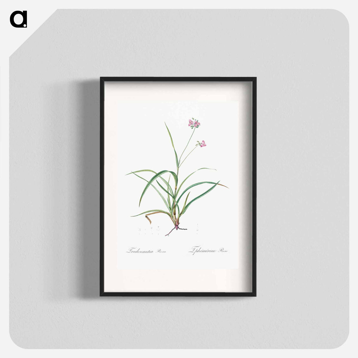 Spiderwort - Pierre Joseph Redouté Poster.