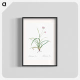 Spiderwort - Pierre Joseph Redouté Poster.