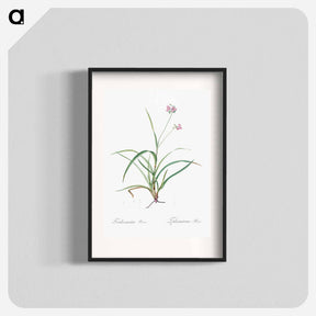 アートポスター-Spiderwort - ピエール ジョゼフ ルドゥーテ Poster.