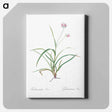 アートパネル-Spiderwort - ピエール ジョゼフ ルドゥーテ Canvas.