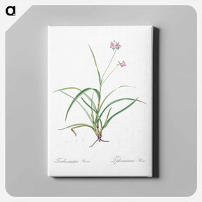 アートパネル-Spiderwort - ピエール ジョゼフ ルドゥーテ Canvas.