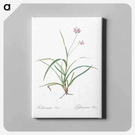 アートパネル-Spiderwort - ピエール ジョゼフ ルドゥーテ Canvas.