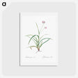 アートポストカード-Spiderwort - ピエール ジョゼフ ルドゥーテ Postcard.