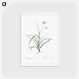 アートポストカード-Spiderwort - ピエール ジョゼフ ルドゥーテ Postcard.