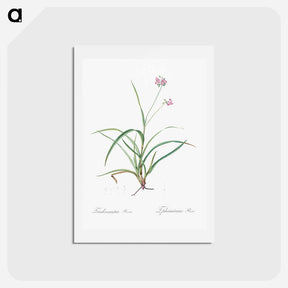 アートポストカード-Spiderwort - ピエール ジョゼフ ルドゥーテ Postcard.