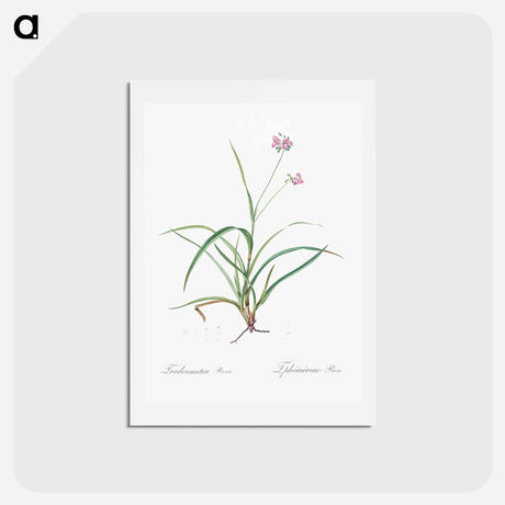 アートポストカード-Spiderwort - ピエール ジョゼフ ルドゥーテ Postcard.