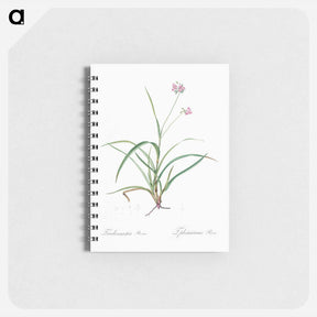 アートメモ帳-Spiderwort - ピエール ジョゼフ ルドゥーテ Memo.