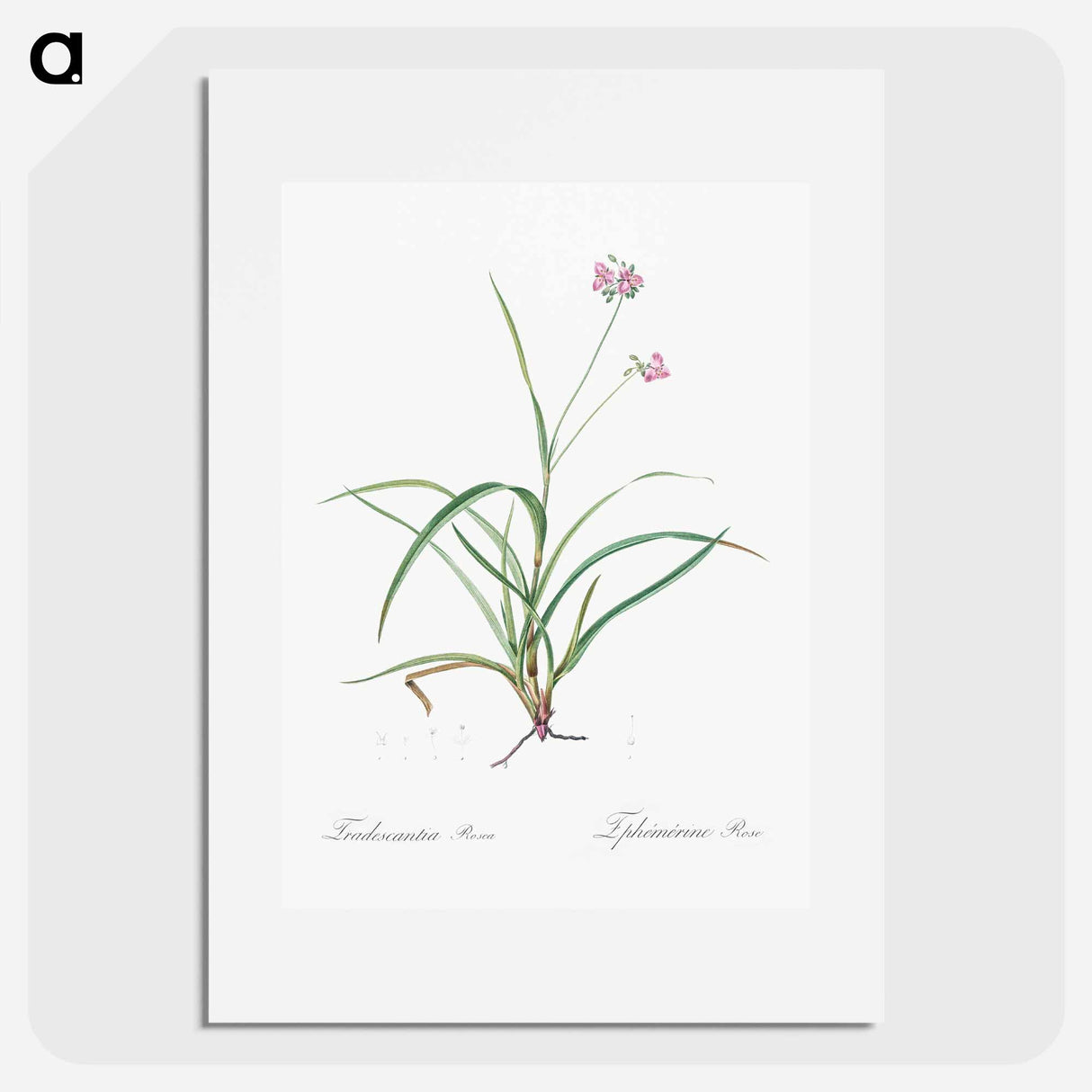 Spiderwort - Pierre Joseph Redouté Poster.