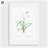 Spiderwort - Pierre Joseph Redouté Poster.