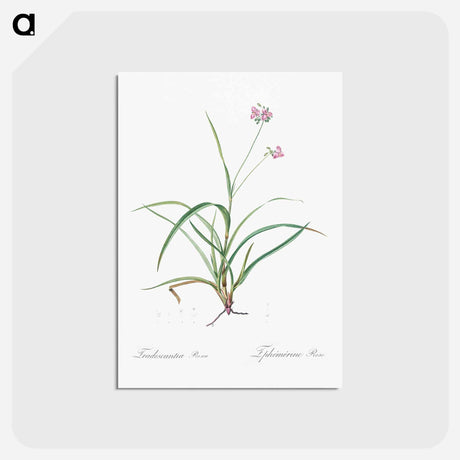 アートポストカード-Spiderwort - ピエール ジョゼフ ルドゥーテ Postcard.