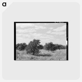 アートポストカード-Abandoned Citrus Grove
 - ラッセル リー Postcard.