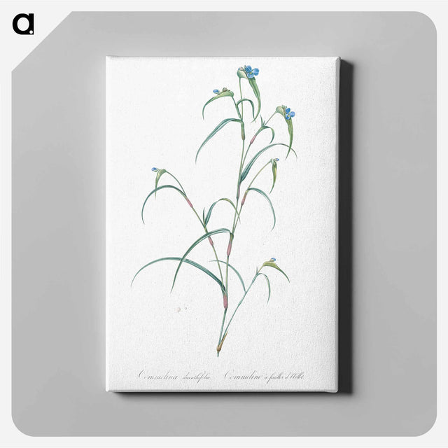 アートパネル-Birdbill dayflower illustration - ピエール ジョゼフ ルドゥーテ Canvas.
