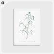 アートポストカード-Birdbill dayflower illustration - ピエール ジョゼフ ルドゥーテ Postcard.