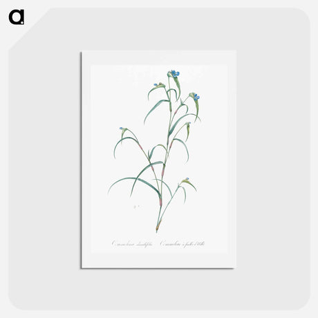 アートポストカード-Birdbill dayflower illustration - ピエール ジョゼフ ルドゥーテ Postcard.