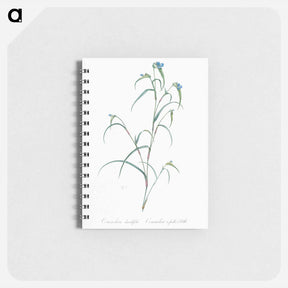 アートメモ帳-Birdbill dayflower illustration - ピエール ジョゼフ ルドゥーテ Memo.