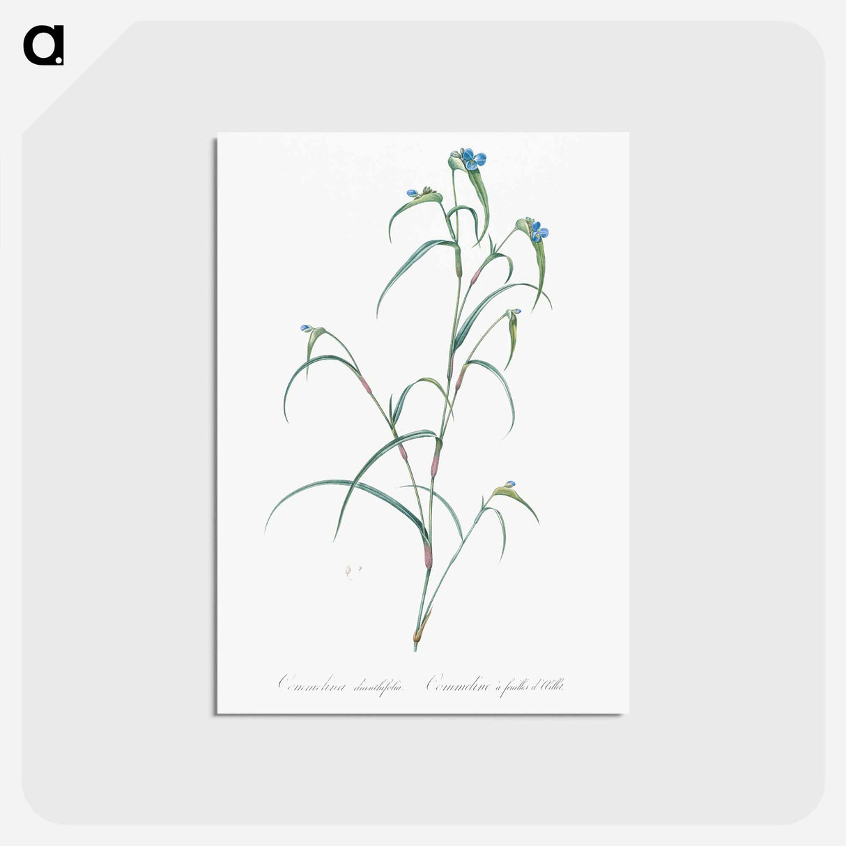 アートポストカード-Birdbill dayflower illustration - ピエール ジョゼフ ルドゥーテ Postcard.
