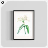 Florida swamp-lily illustration - Pierre Joseph Redouté Poster.