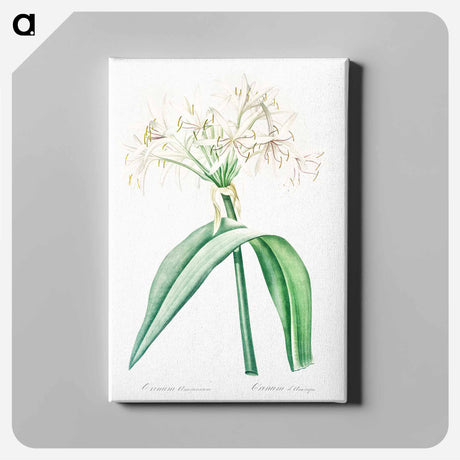 アートパネル-Florida swamp-lily illustration - ピエール ジョゼフ ルドゥーテ Canvas.