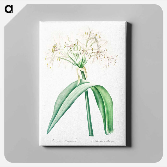 アートパネル-Florida swamp-lily illustration - ピエール ジョゼフ ルドゥーテ Canvas.